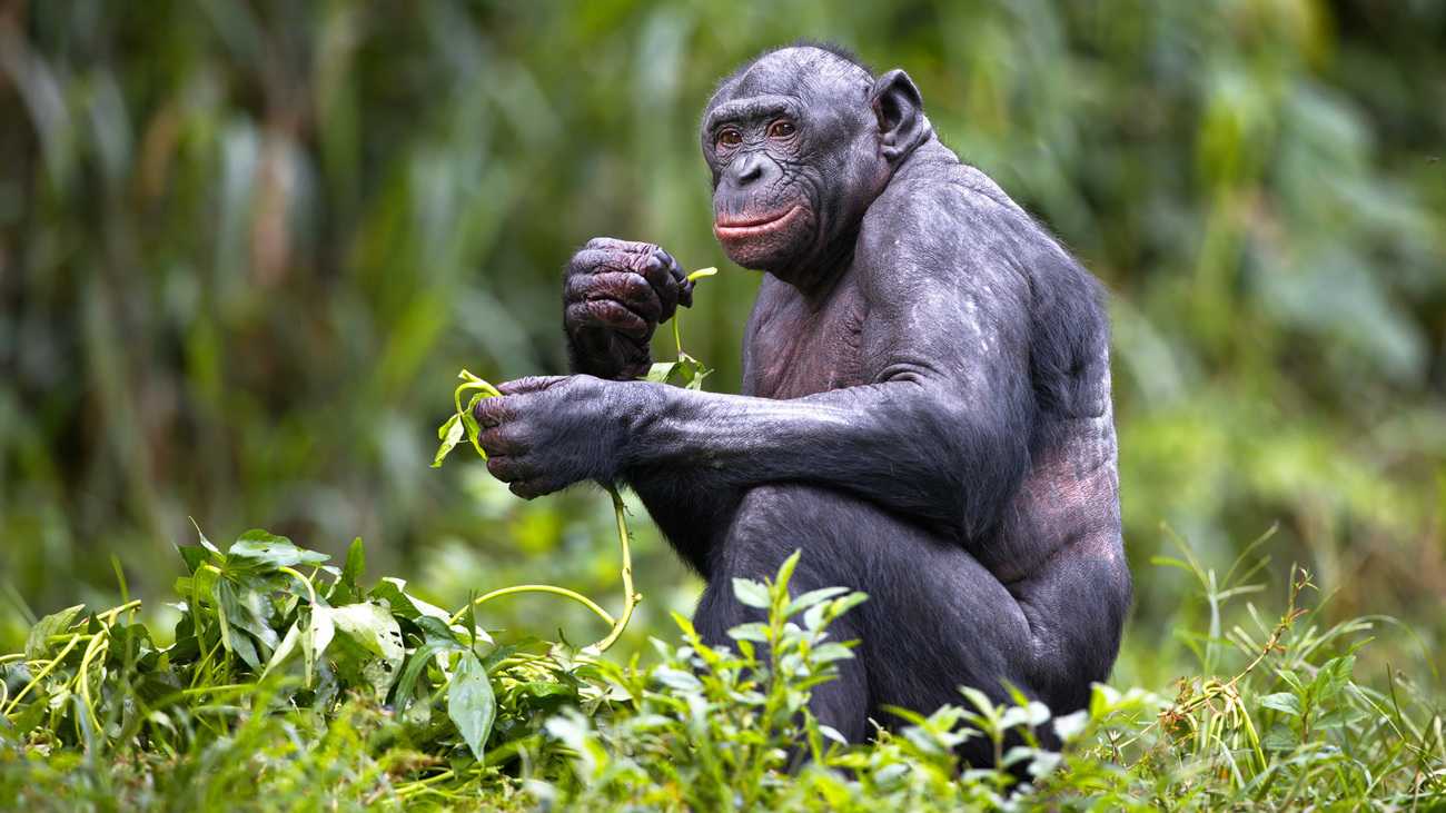 A bonobo eating leaves.