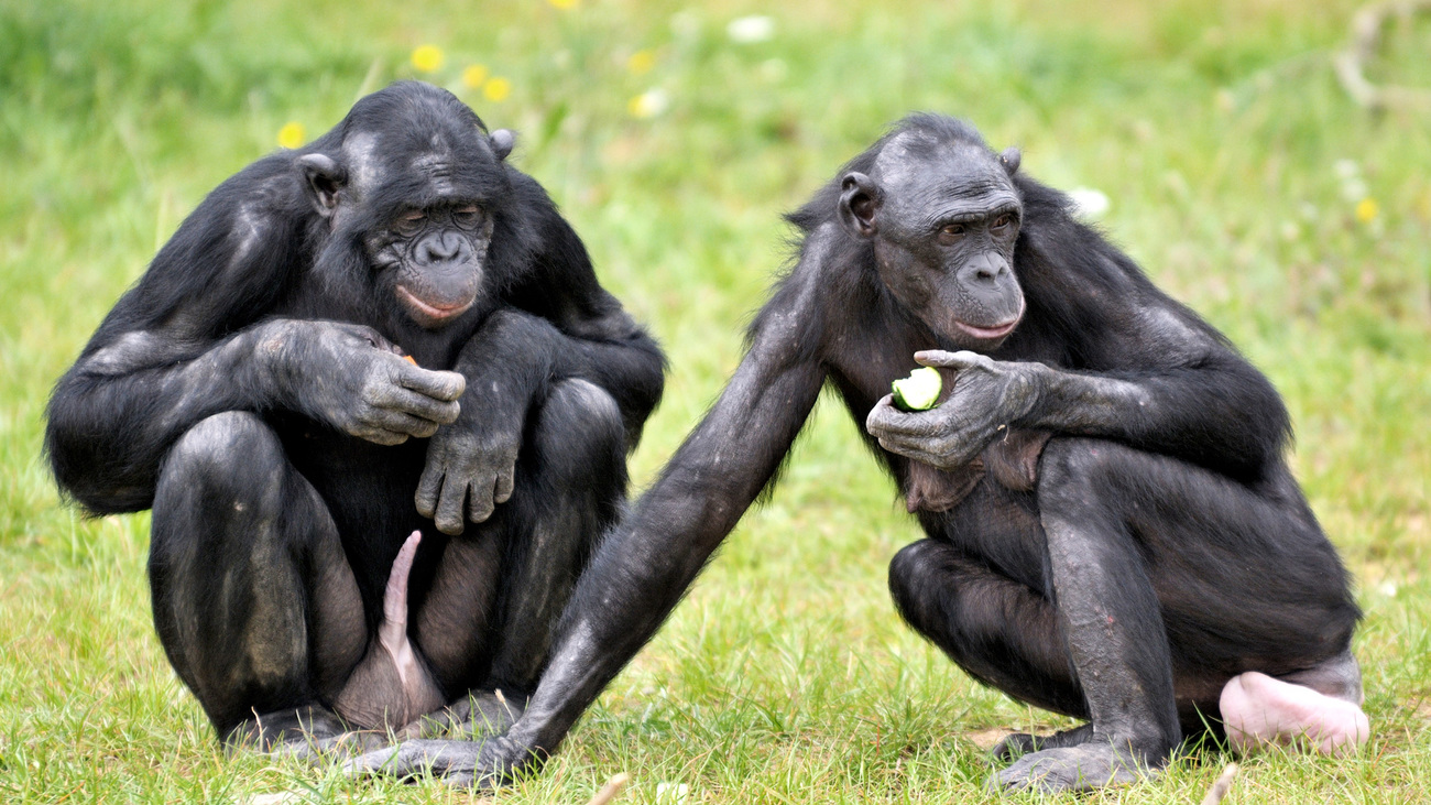 Two bonobos.