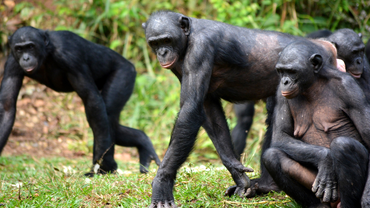 A group of bonobos in the Democratic Republic of Congo.