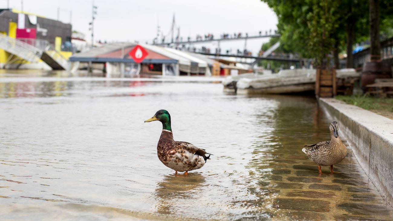 Ducks wade through a flooded Paris street in June 2016.