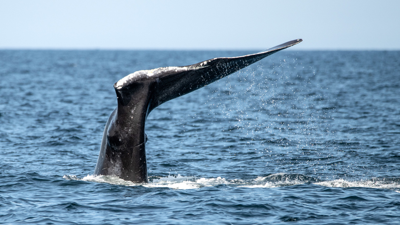 Right whale, named "Silver" by researchers, who had half his tail removed when he was struck by the propeller of a boat.