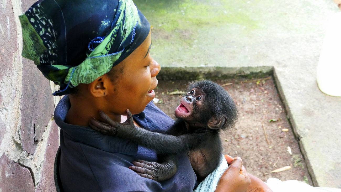 Ikoto with Mama Huguette at Lola ya Bonobo rescue center.