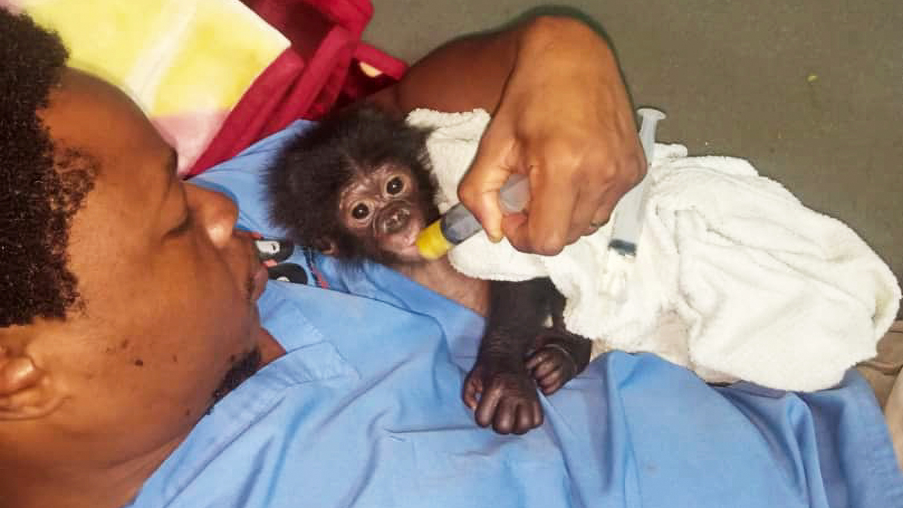 Head veterinarian Dr. Jonas sleeping with Ikoto on his first night at Lola ya Bonobo rescue center. 