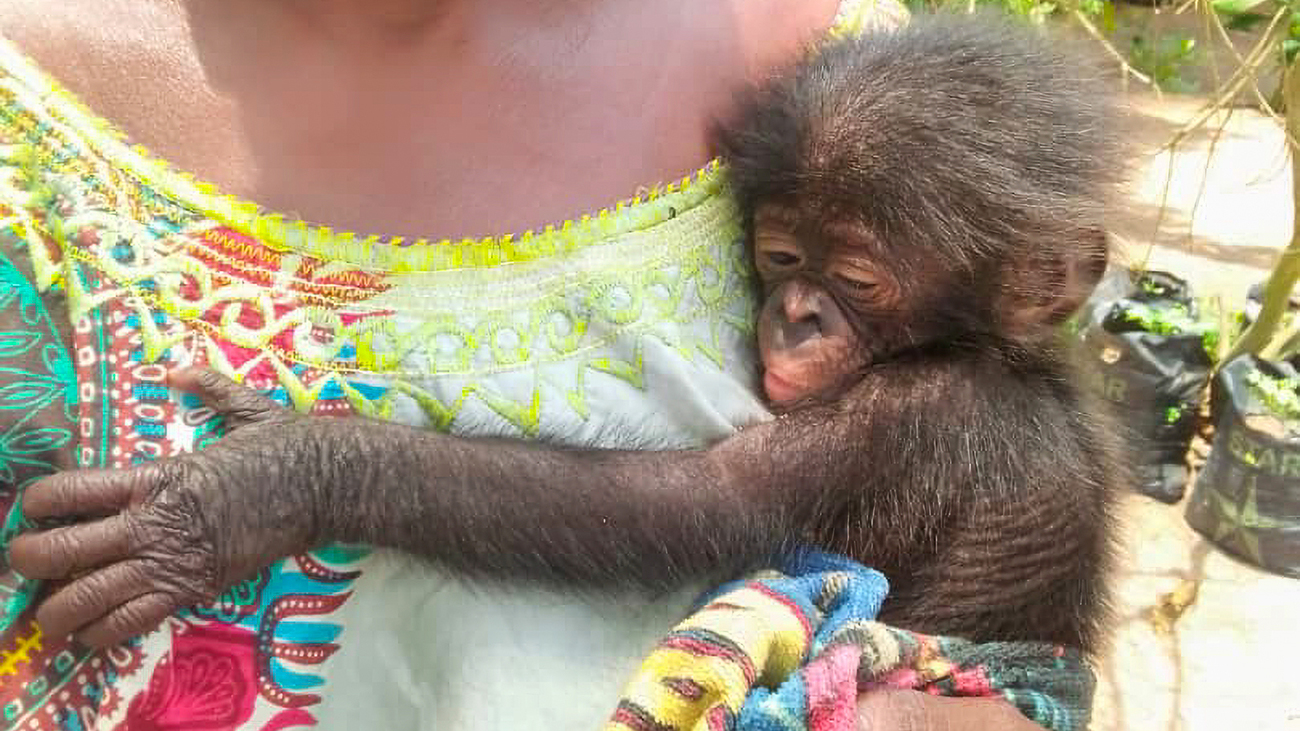 Ikoto the bonobo clings to Mama Elando in rehabilitation with Friends of the Bonobo..