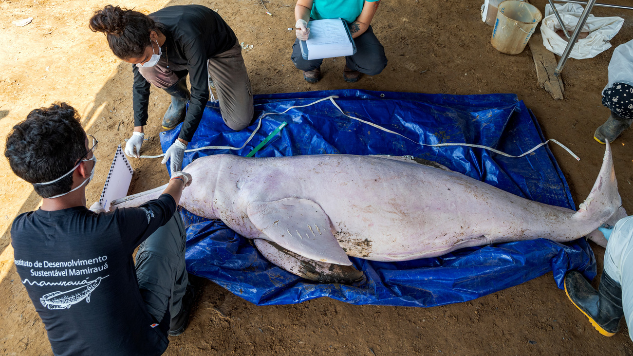 The Mamiraua Institute for Sustainable Development team responds to a mass dolphin mortality event in Lake Tefé, Amazonas, Brazil.