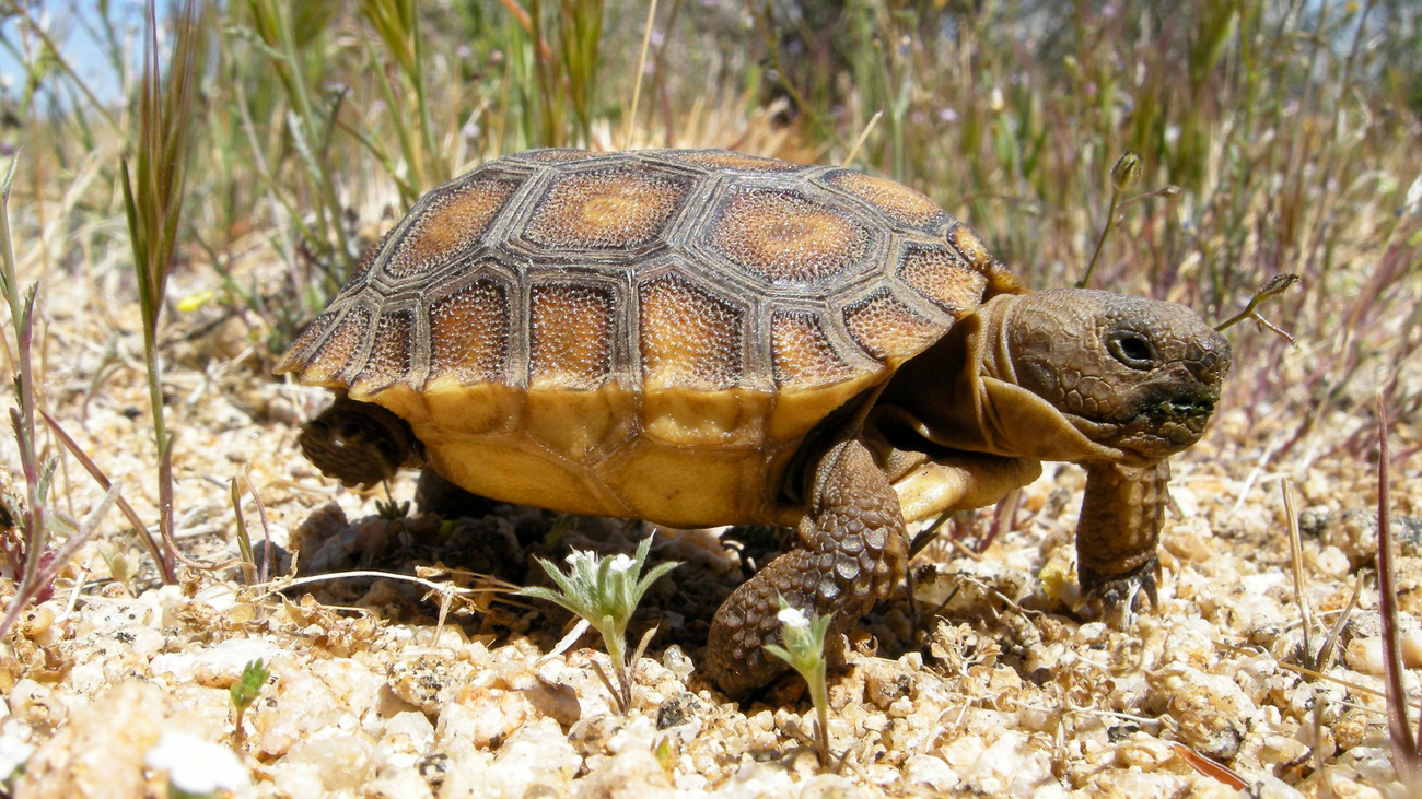 A desert tortoise walking on the ground.