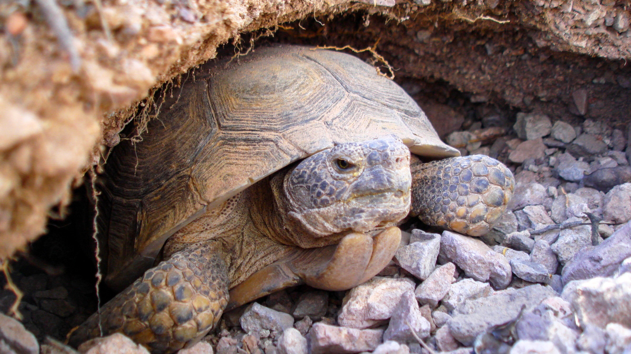 Desert tortoise facing out of a burrow.