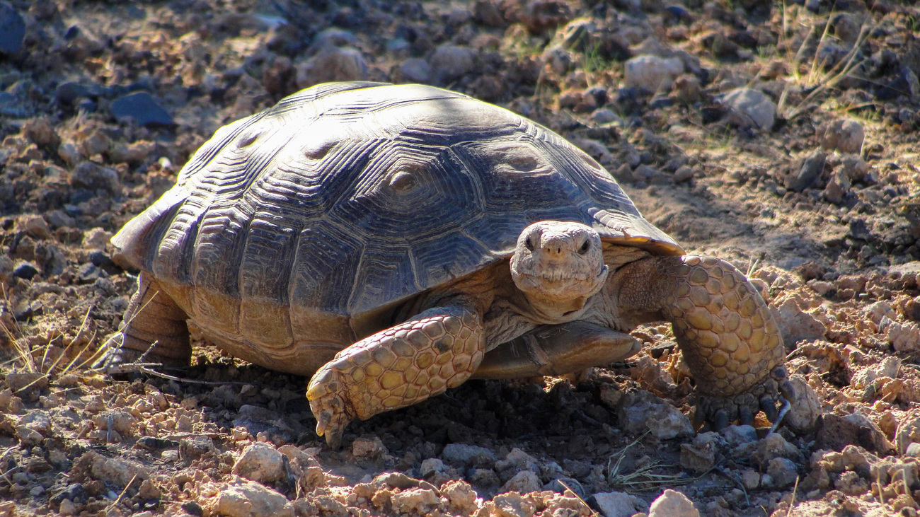 Desert tortoise at Trout Canyon, Nevada.