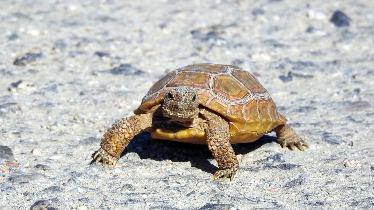 A young desert tortoise.