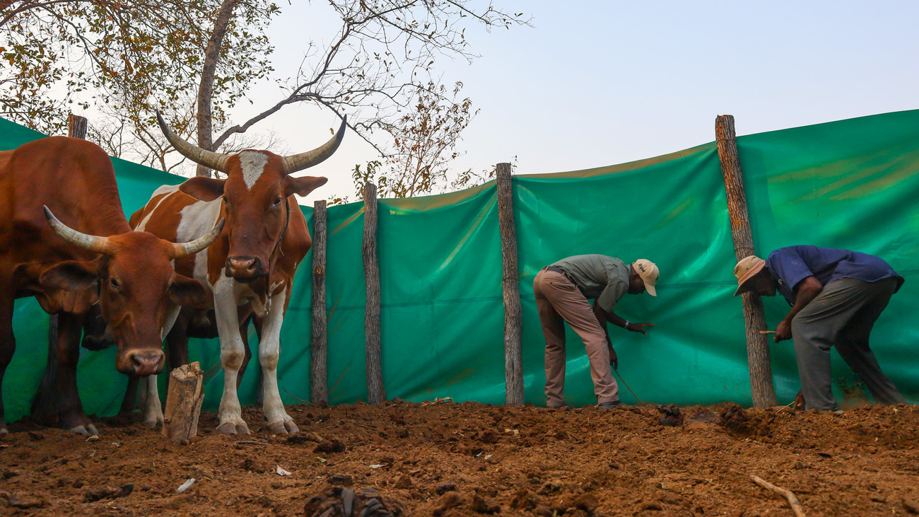 Predator-proof boma construction to promote peaceful coexistence between people and wildlife.