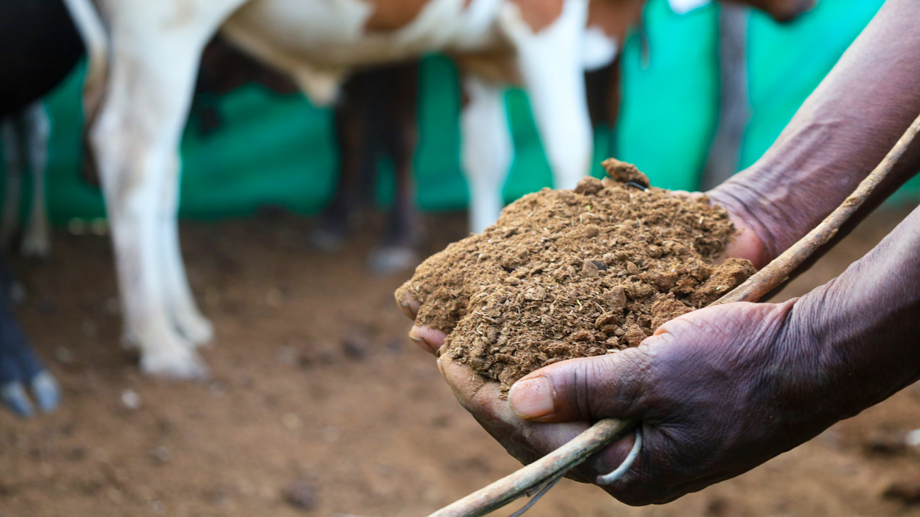 When placed in crop fields with a carrying capacity of around 40-60 cattle, predator-proof bomas also help improve soil fertility. 