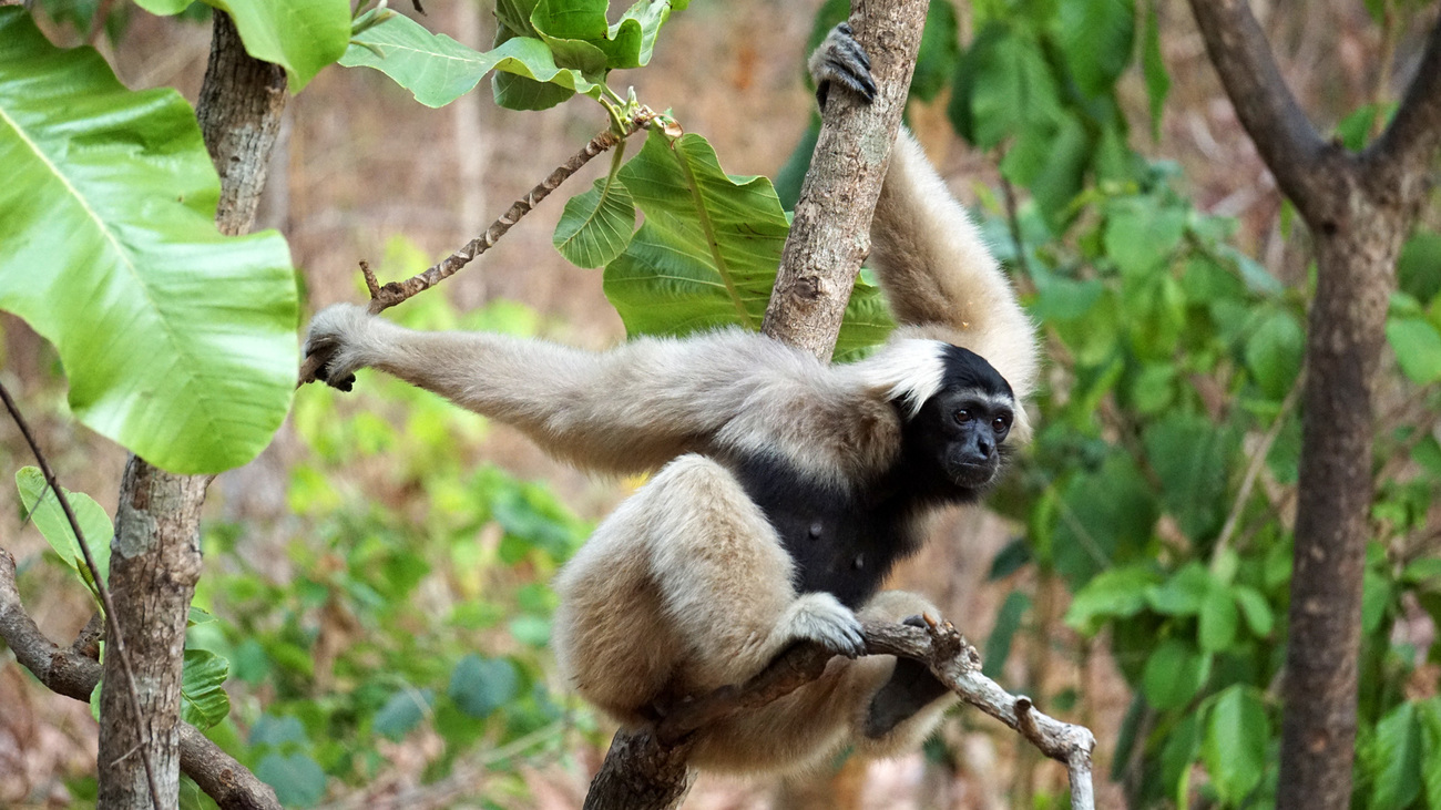 Включи обезьяны в джунглях. Jungle Monkeys Snakes nature.