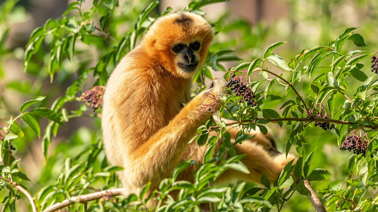 A gibbon in a bush.