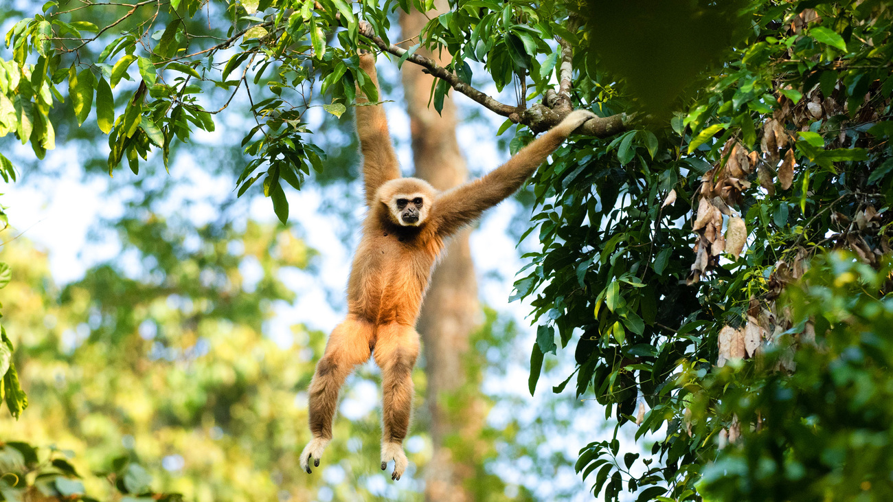 A lar gibbon hanging from a tree branch.