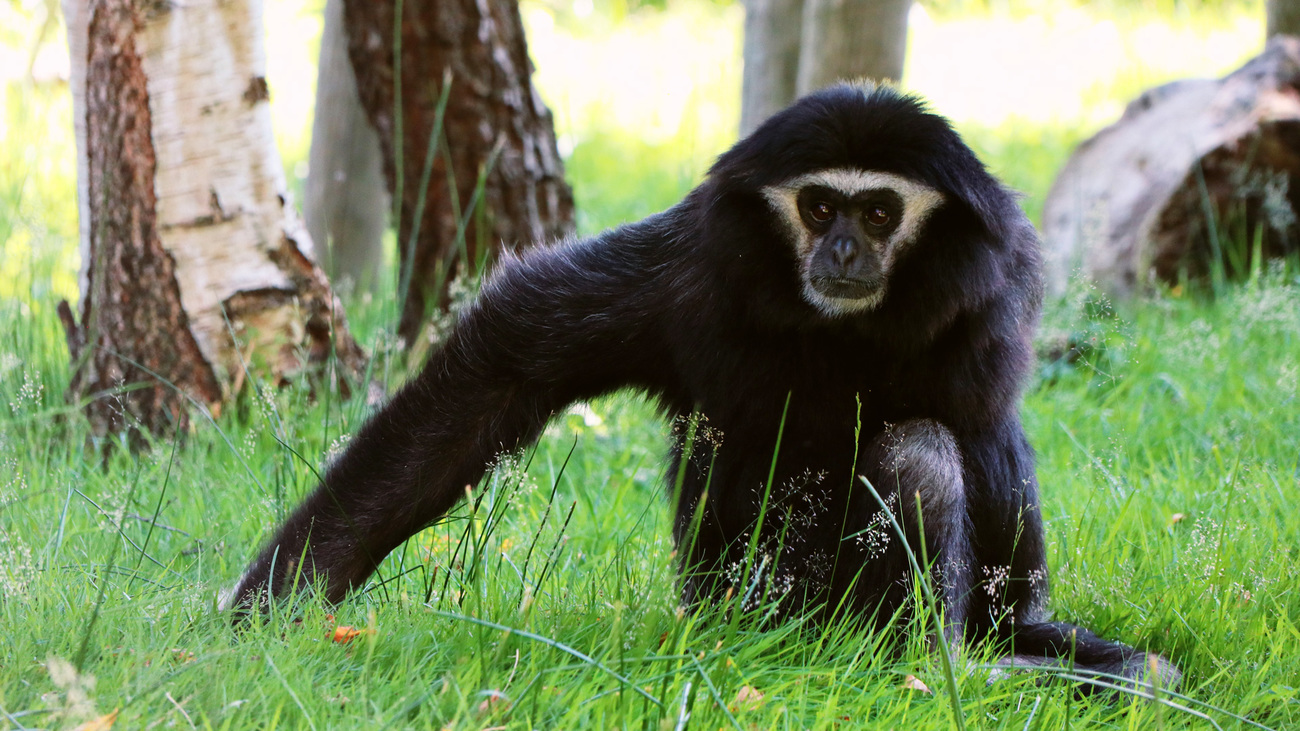 An agile gibbon sitting in the grass.