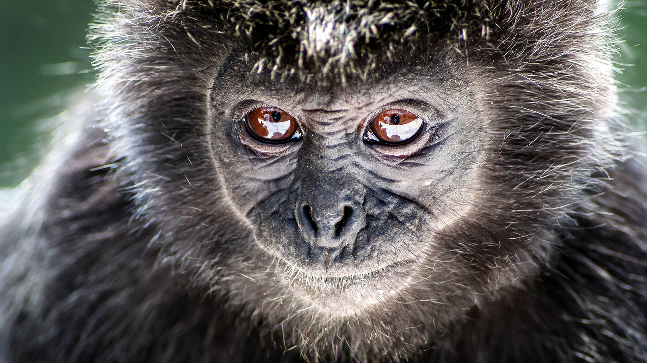 A close up of a gibbon in Bali, Indonesia.