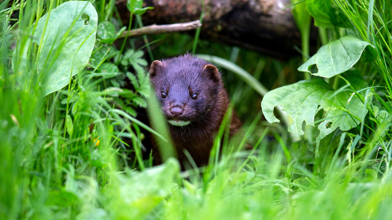 An American mink in the grass