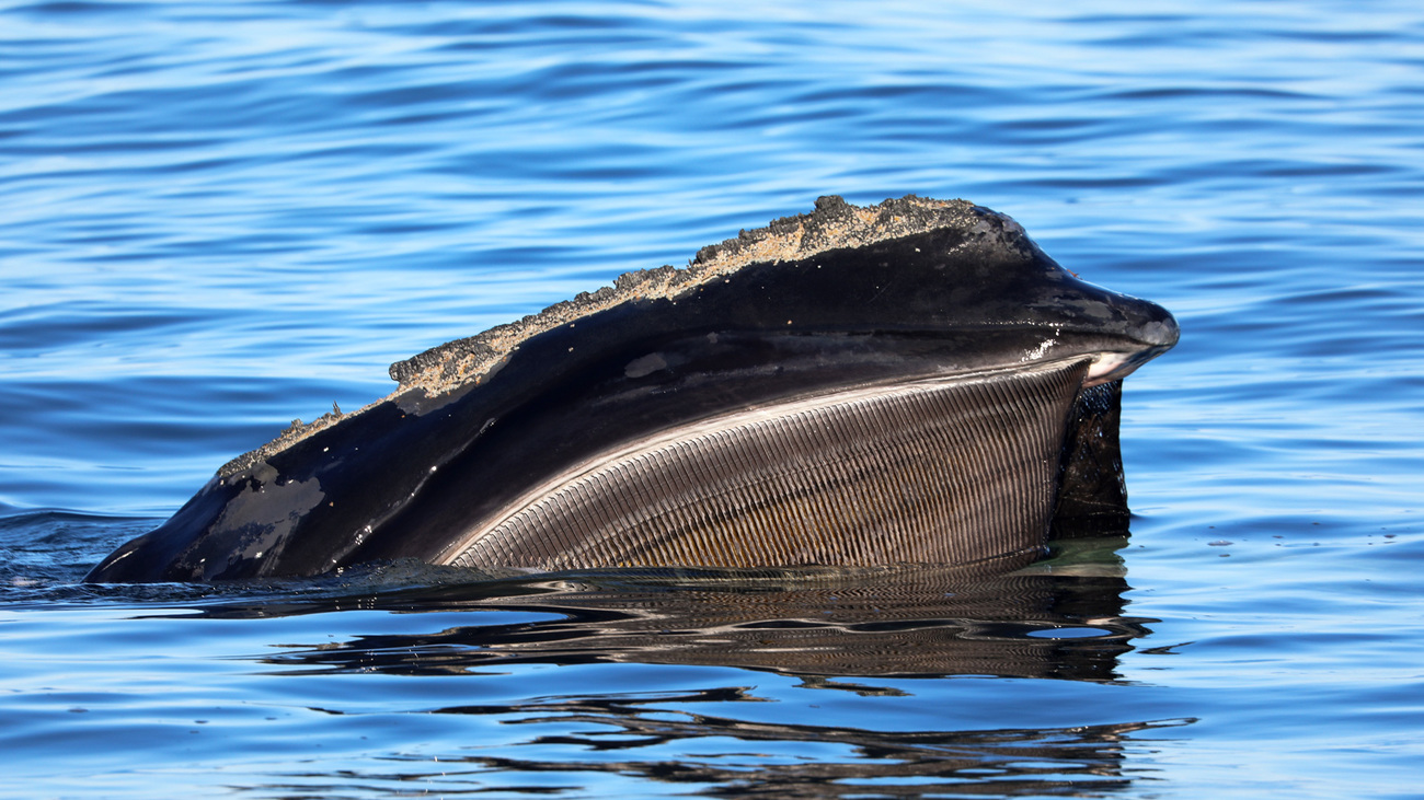 A North Atlantic right whale with baleen clearly visible in Cape Cod Bay.