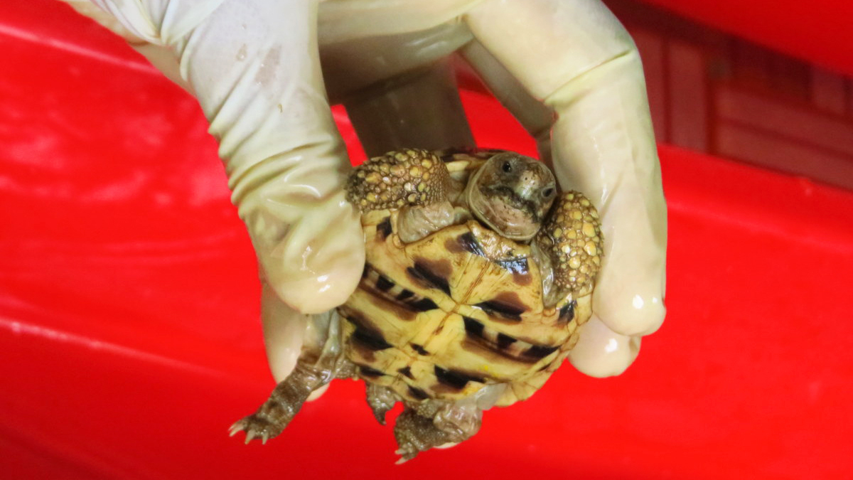 Star tortoise seized in India.