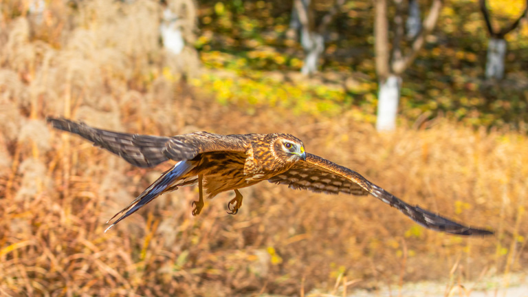 Birds of prey facts and conservation status