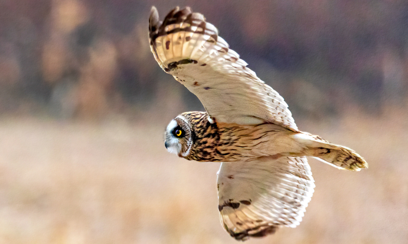 BRRC rehabilitators release a recovered short-eared owl back to the wild.