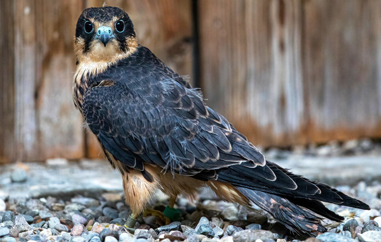 A Eurasian hobby rehabilitating at IFAW BRRC.