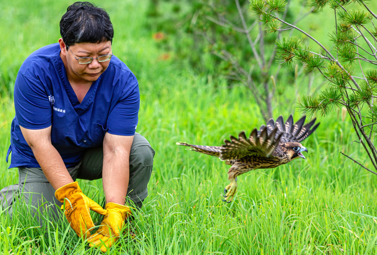 IFAW BRRC rehabilitator Lei Zhou releases a peregrine falcon back to the wild.