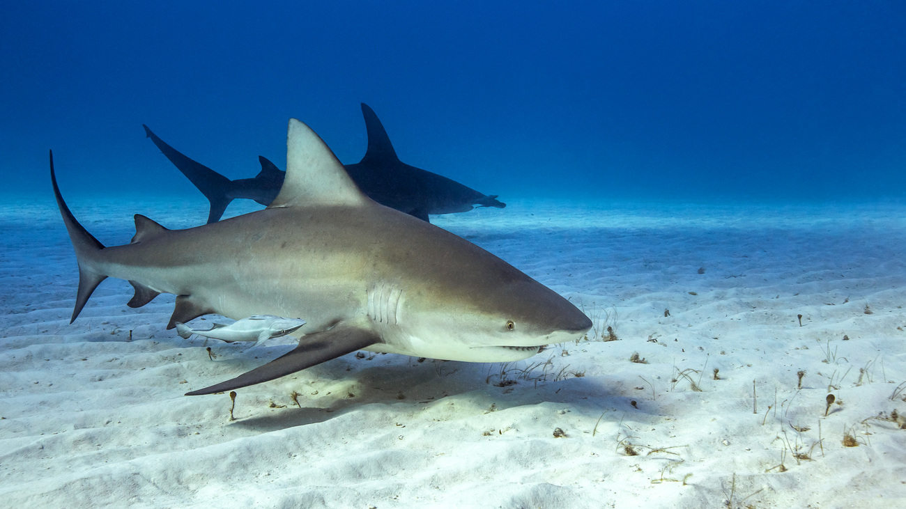 Bull sharks swimming near the ocean floor in the Caribbean Sea.