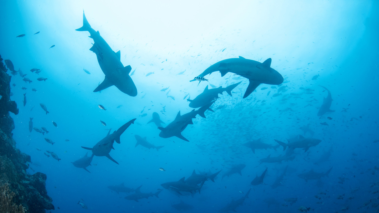 School of bull sharks swimming in the ocean.