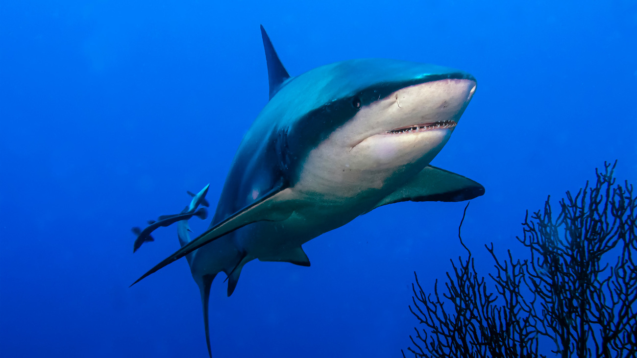 Bull shark swimming in the ocean.