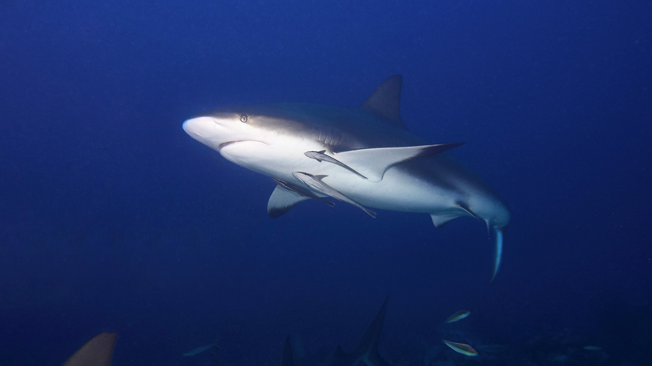 Bull shark swimming in the ocean.