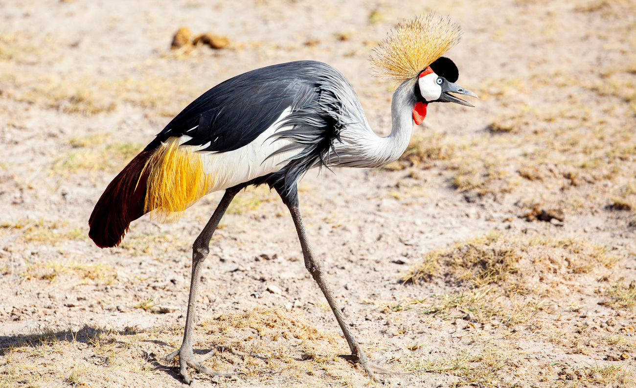 A grey crowned crane in Amboseli National Park.