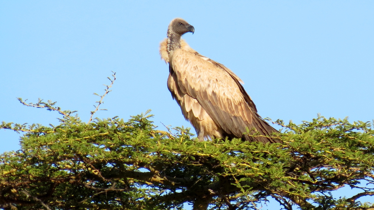 An African white-backed vulture in Serengeti Park, Tanzania.