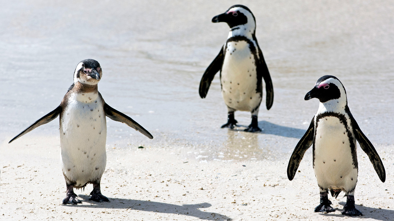 Rehabilitated African penguins at Boulders Beach in Cape Town, South Africa for release back to the ocean.