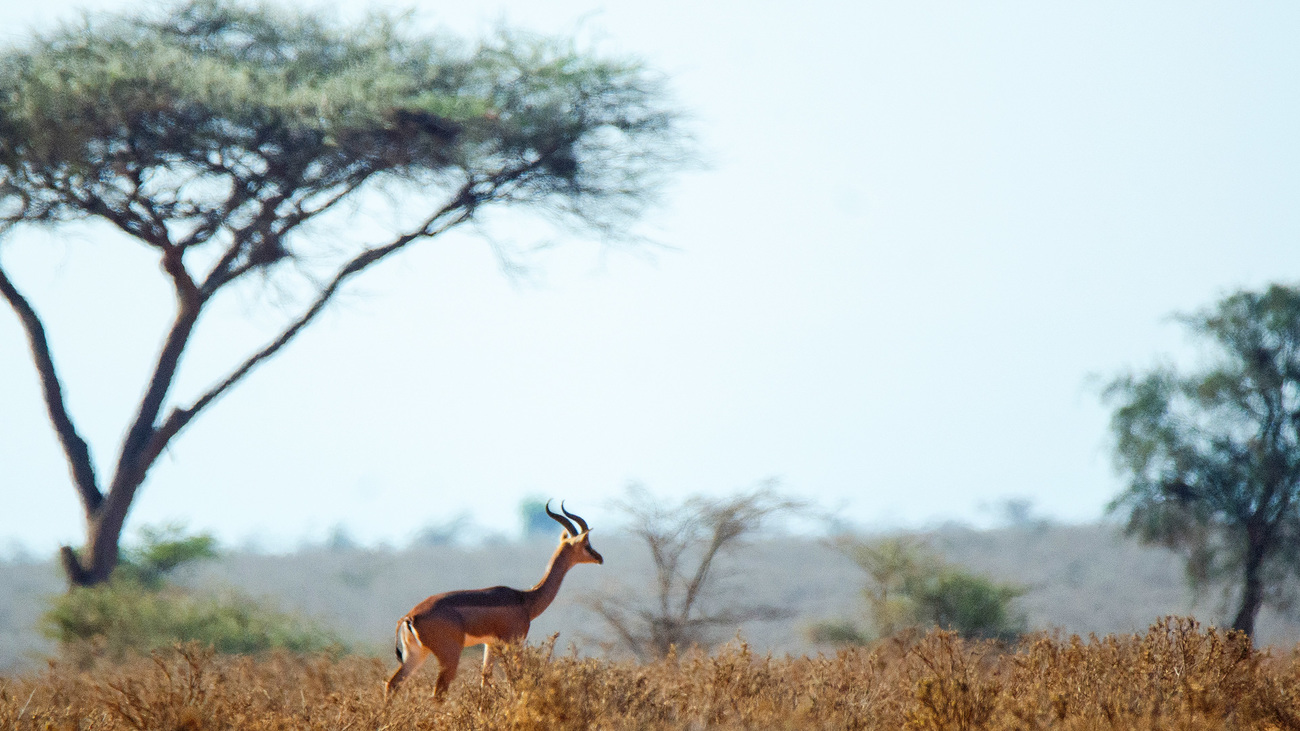 Gerenuk, also known as the giraffe gazelle, in Amboseli National Park.