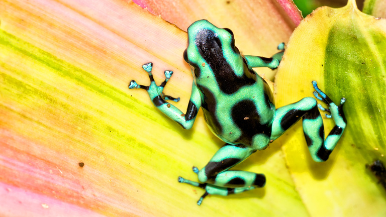 Bright colors in the animal kingdom: Why some use them to impress