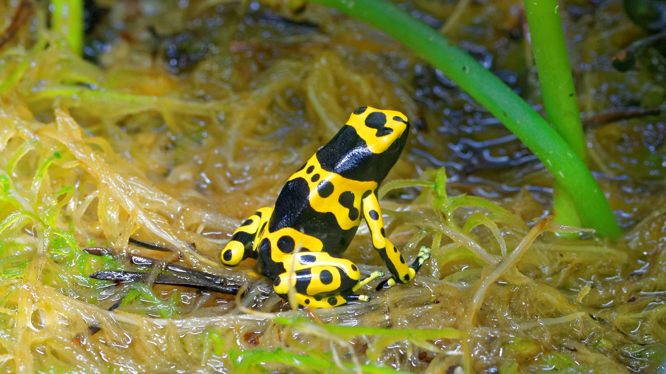 A yellow-banded poison dart frog