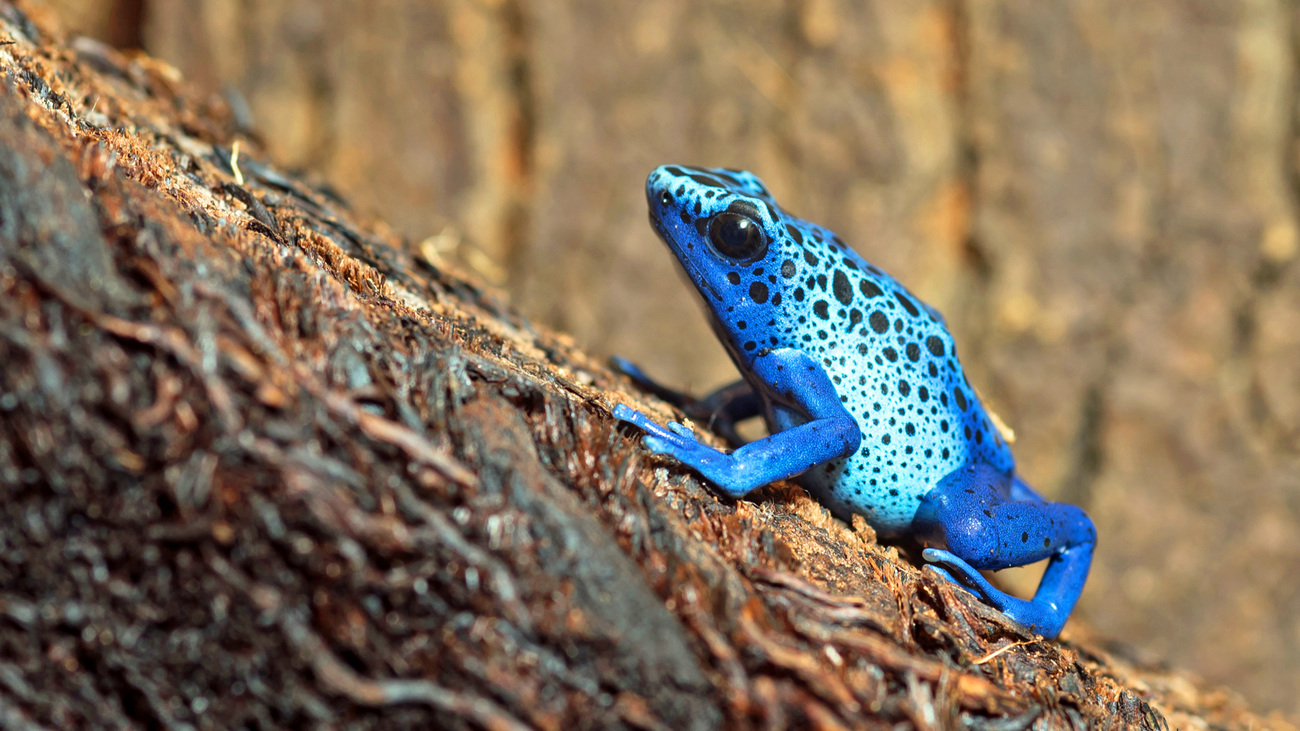 Ein leuchtend blauer Frosch sitzt auf einem schrägen, umgefallenen Baumstamm.