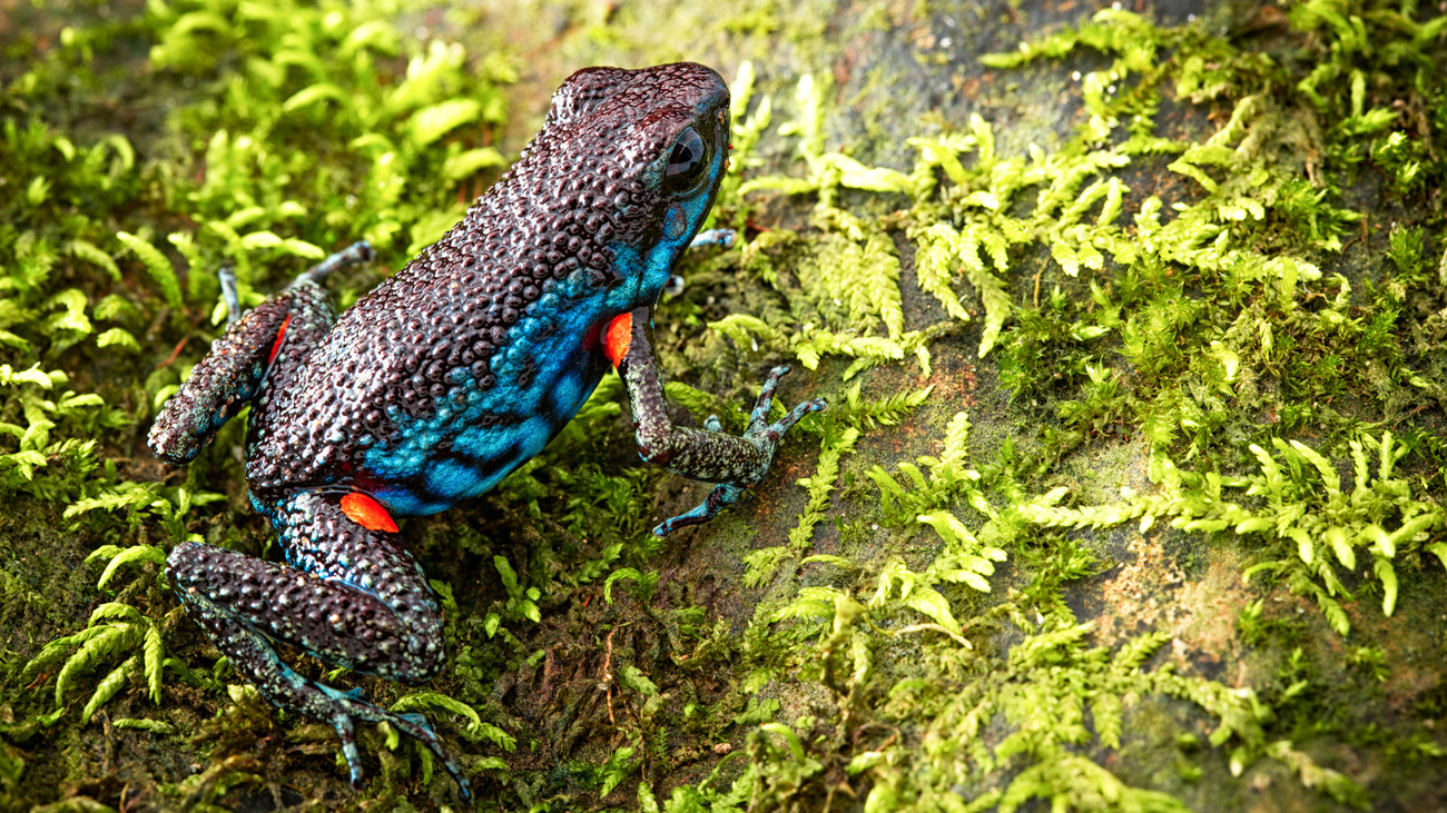 Niceforo's poison frog in Colombia.