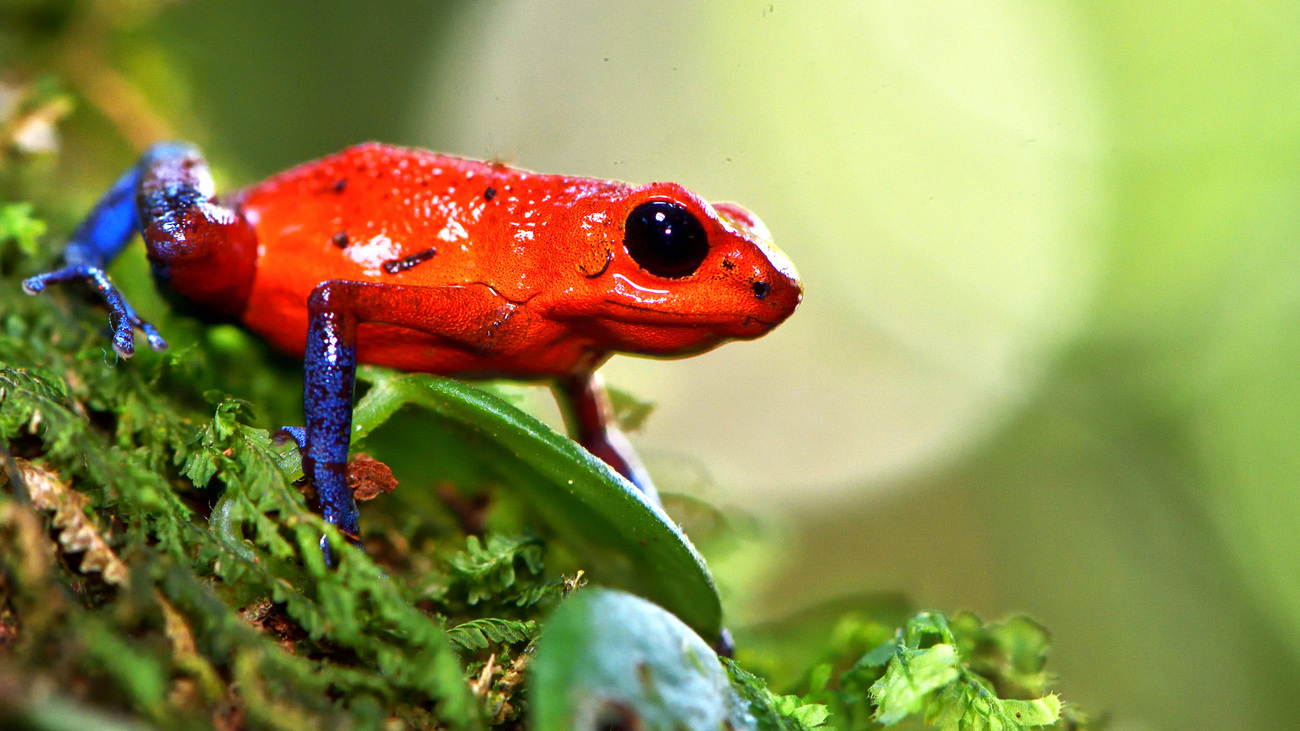 A strawberry poison dart frog