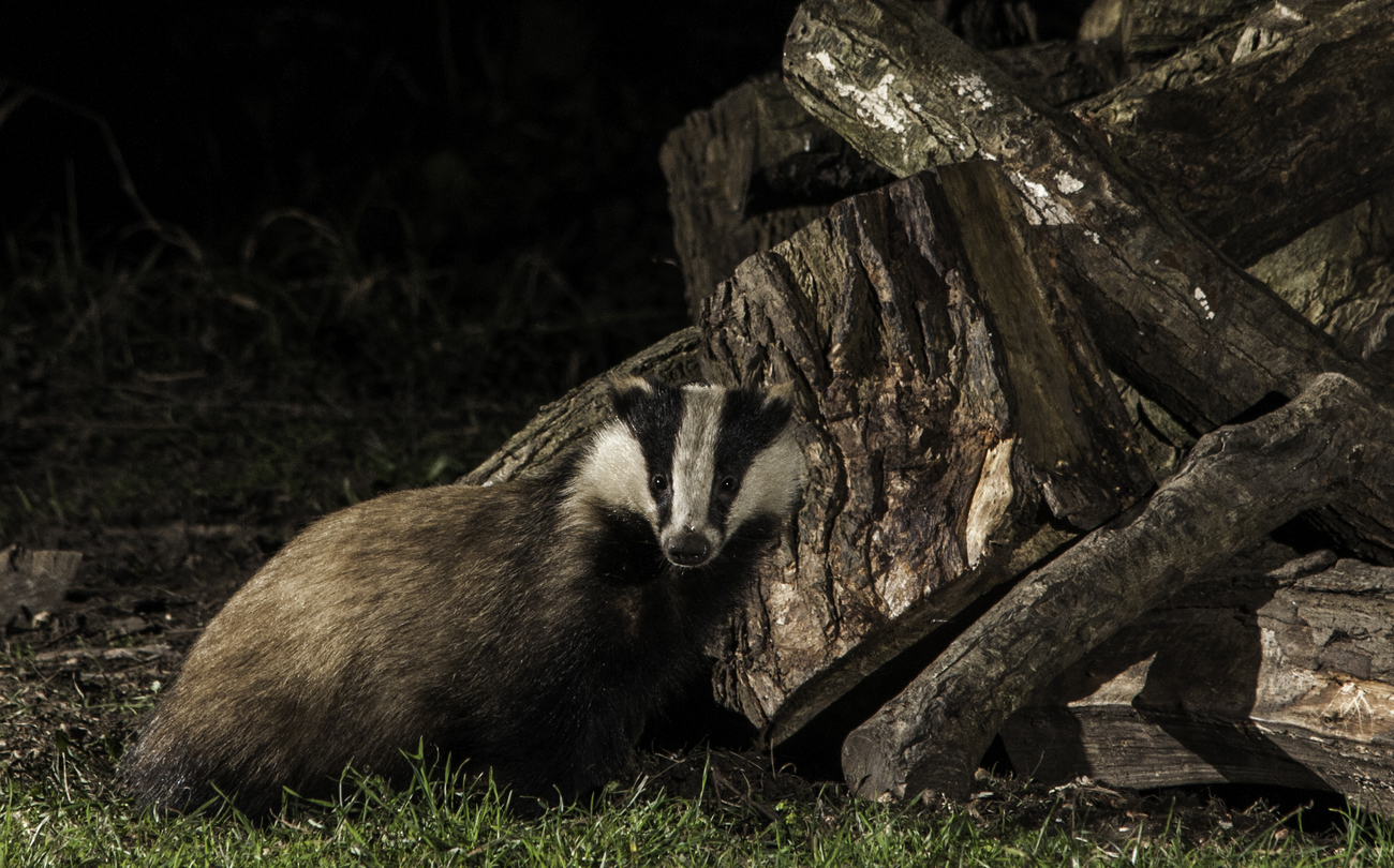 The Government has announced a further expansion to its failed badger cull policy. An additional 11 zones have been added as a measure to control the spread of bovine TB, alongside the 29 existing zones and three supplementary zones.