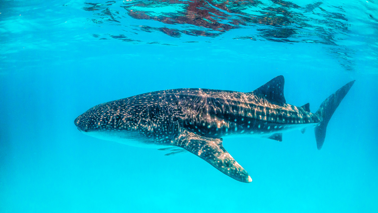 Whale shark swimming in the open ocean.