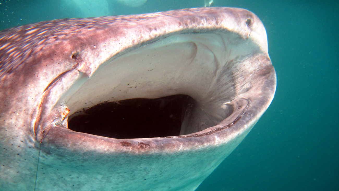 Close-up of a juvenile whale shark with mouth open