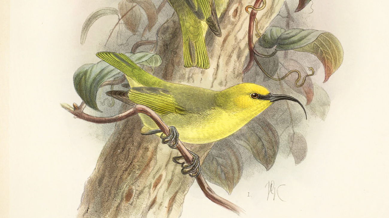 Illustration of a Maui nukupuʻu, an extinct species