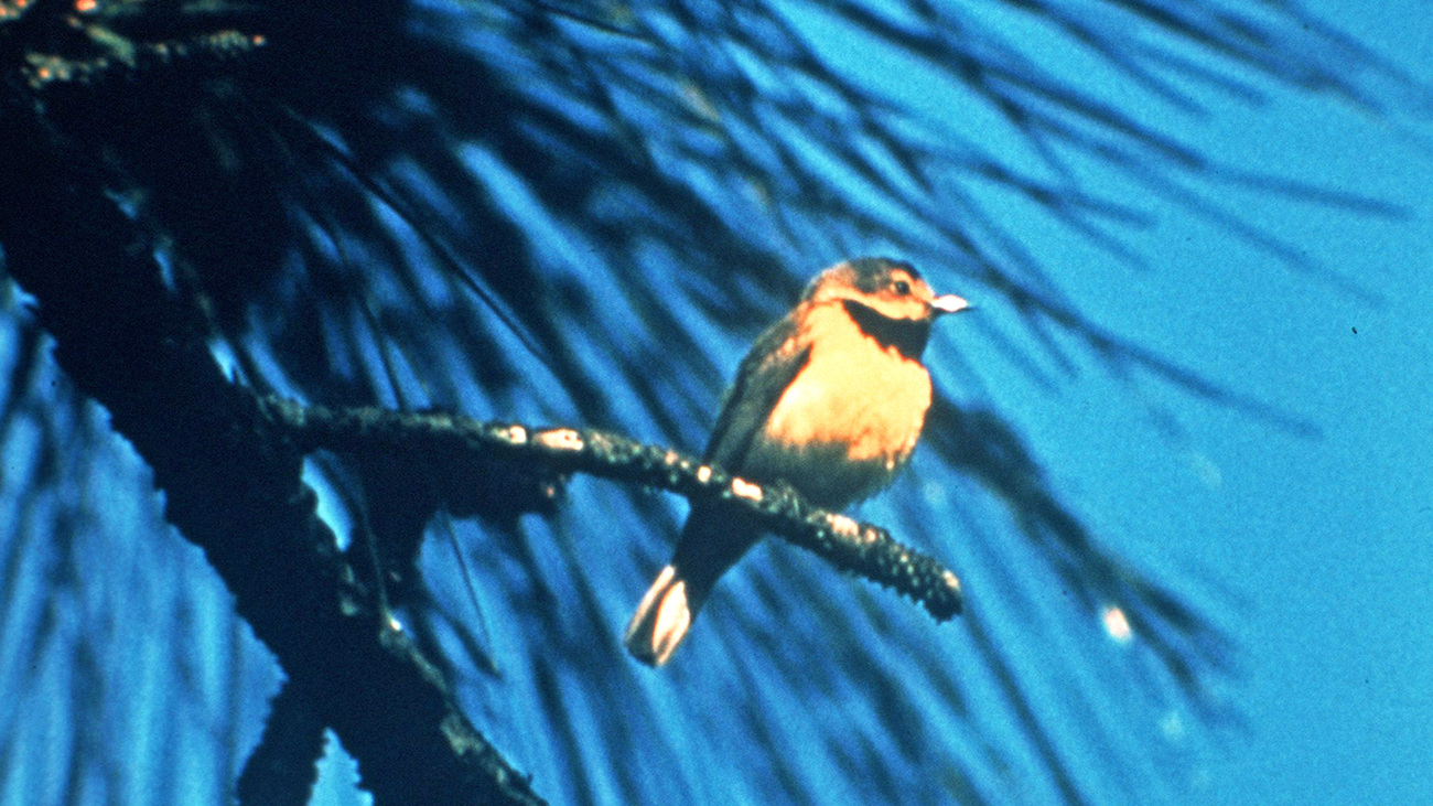 A male Bachmann’s warbler