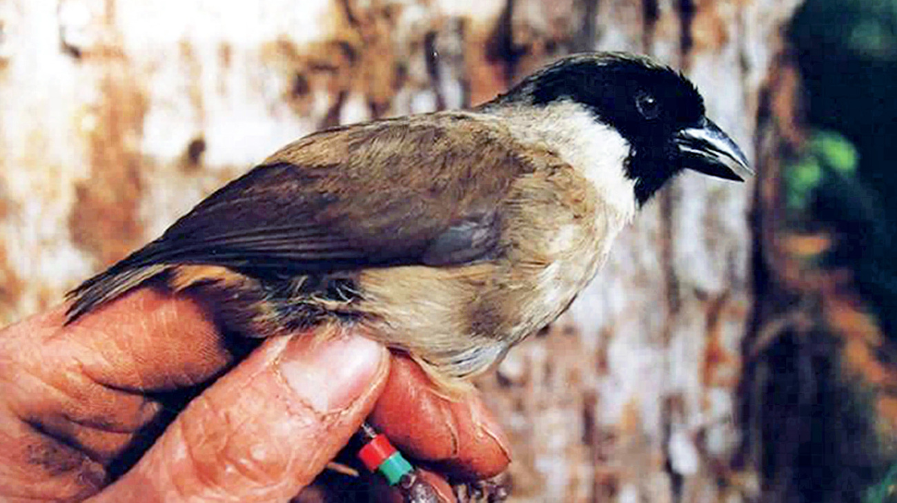 Po’ouli, also known as the black-faced honeycreeper