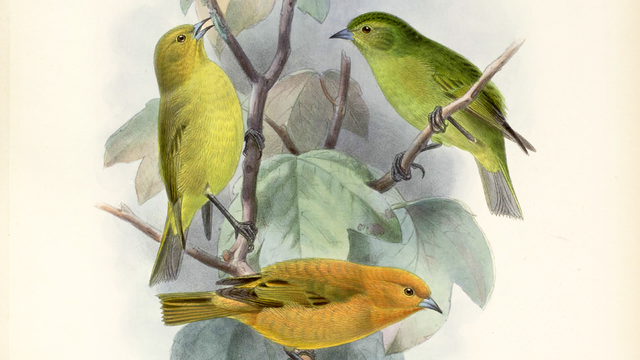 Illustration of Maui akepa, an extinct species