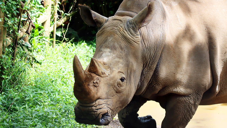 Javan Rhinos: Threats, Conservation, Interesting Facts
