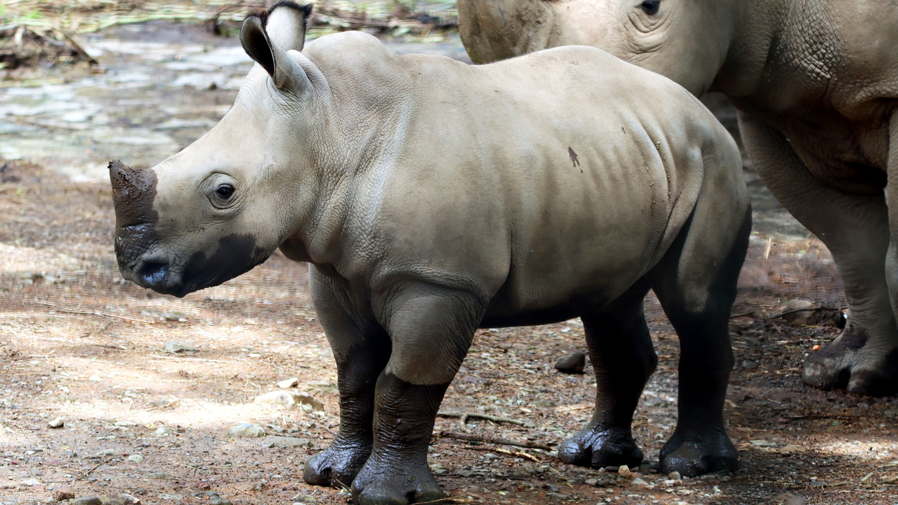 Javan rhino calf with mother.