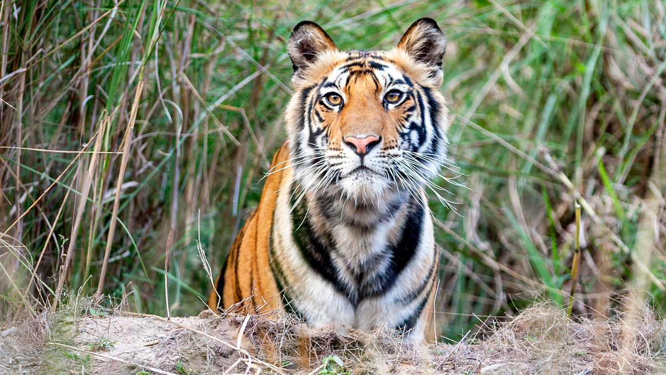 A tiger in India